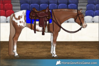 Horse Color:White Spotted Chestnut Tobiano Frame Appaloosa