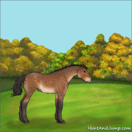 Horse Color:Buckskin Roan 