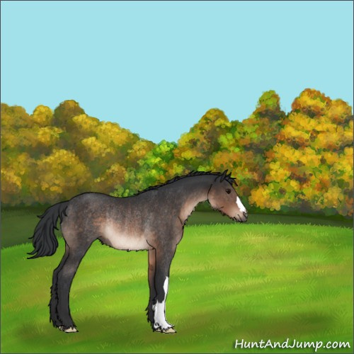 Horse Color:Brown Rabicano 
