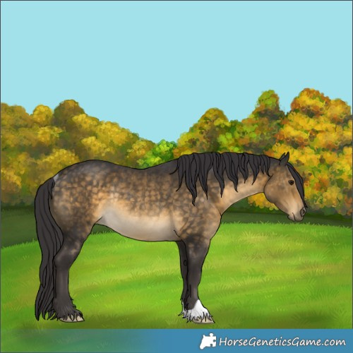 Horse Color:Buckskin Rabicano 