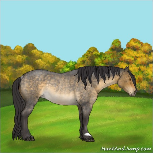 Horse Color:Buckskin Roan Dun Rabicano 
