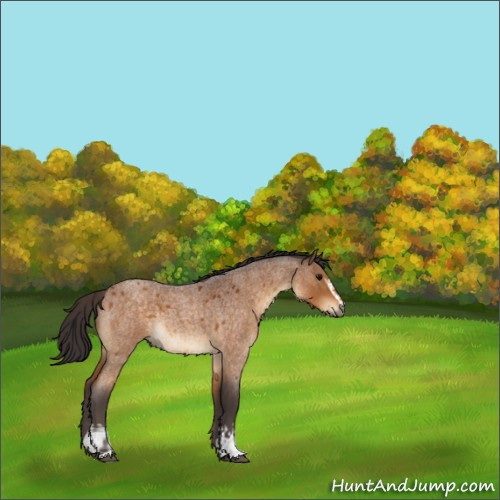 Horse Color:White Spotted Buckskin Roan 