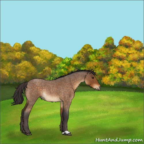 Horse Color:Buckskin Roan Rabicano 