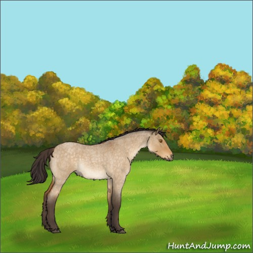 Horse Color:Buckskin Roan Dun Rabicano 