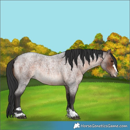 Horse Color:Brown Roan Rabicano 