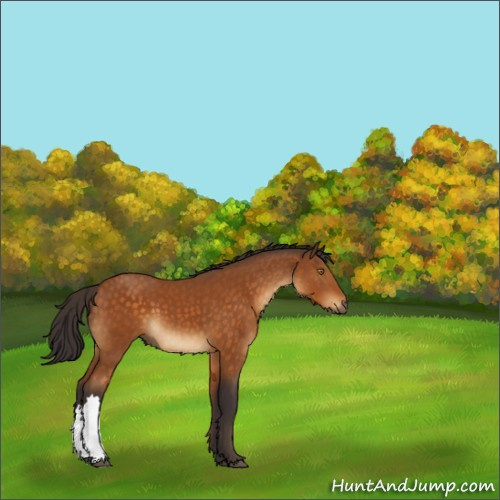 Horse Color:Buckskin 
