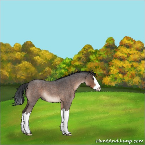 Horse Color:Brown Roan Splash 