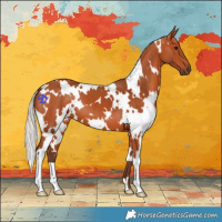 Horse Color:White Spotted Silver Bay 