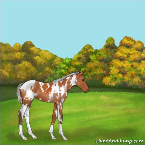 Horse Color:White Spotted Silver Bay 