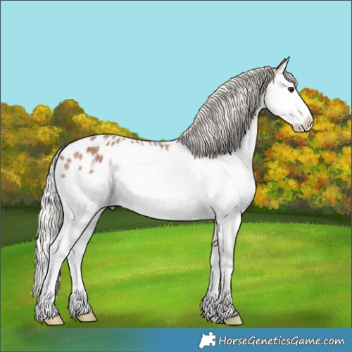 Horse Color:Silver Bay Roan Splash Appaloosa 