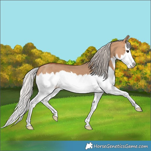 Horse Color:Silver Bay Dun Splash 