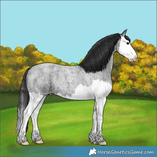 Horse Color:Blue Roan Splash 