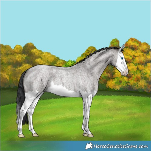 Horse Color:Grullo Roan Splash 