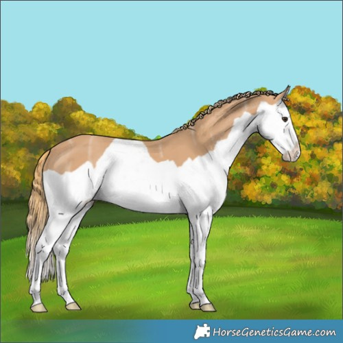 Horse Color:Chestnut Ice Splash 