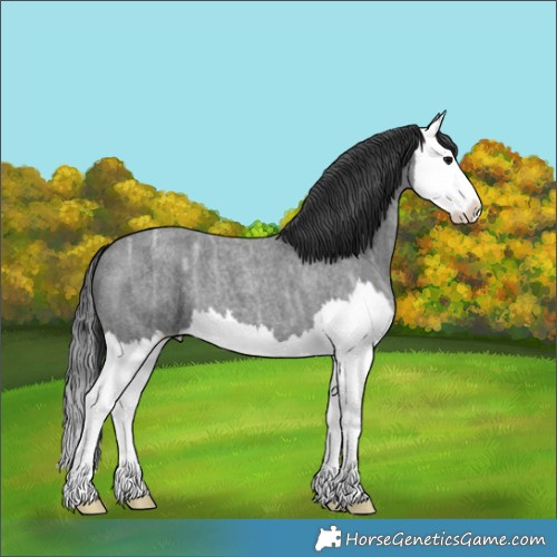 Horse Color:Blue Ice Roan Splash 