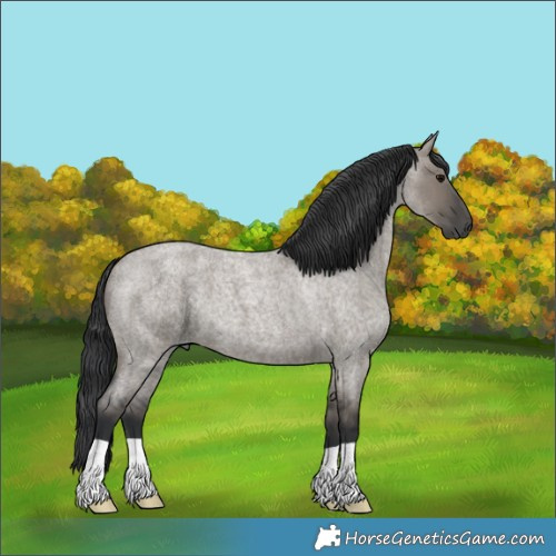 Horse Color:Grullo Roan 