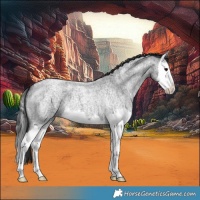Horse Color:Blue Roan Splash 