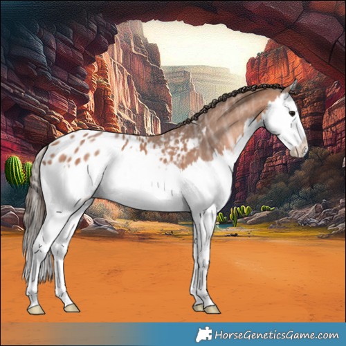 Horse Color:Bay Ice Splash Appaloosa