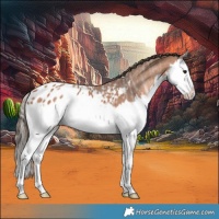 Horse Color:Bay Ice Splash Appaloosa 