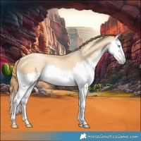 Horse Color:Buckskin Pearl Splash 