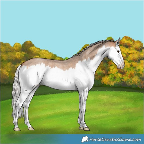 Horse Color:Silver Brown Roan Dun Splash 
