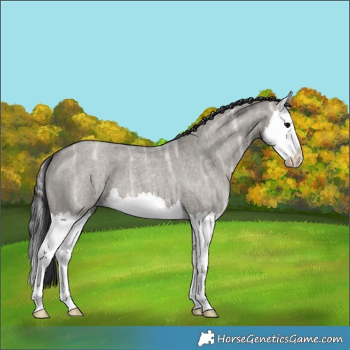 Horse Color:Grullo Ice Roan Splash 