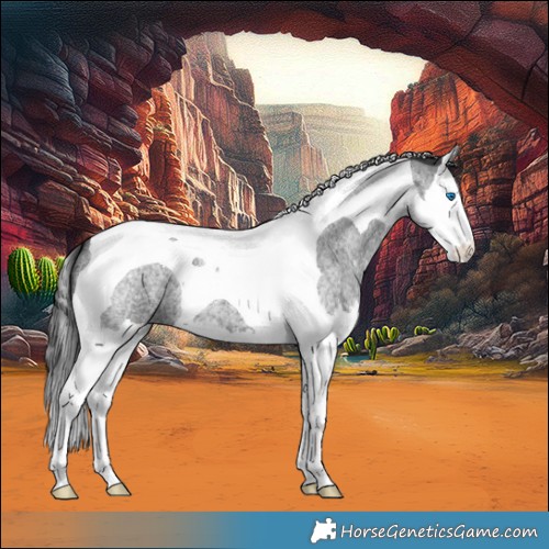 Horse Color:Blue Roan Splash Tobiano 