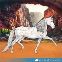 Horse Color:Silver Brown Roan Dun Splash Appaloosa 
