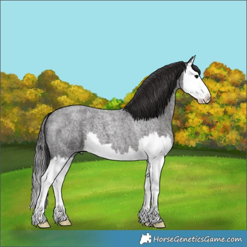 Horse Color:Smoky Blue Roan Splash 