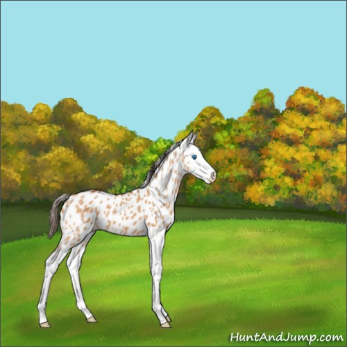 Horse Color:Bay Dun Splash Appaloosa 