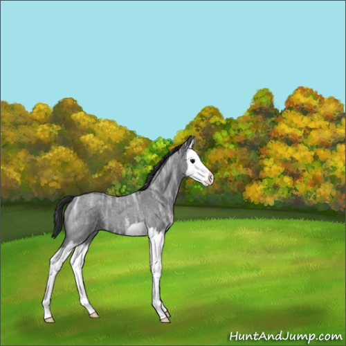 Horse Color:Blue Ice Roan Splash 
