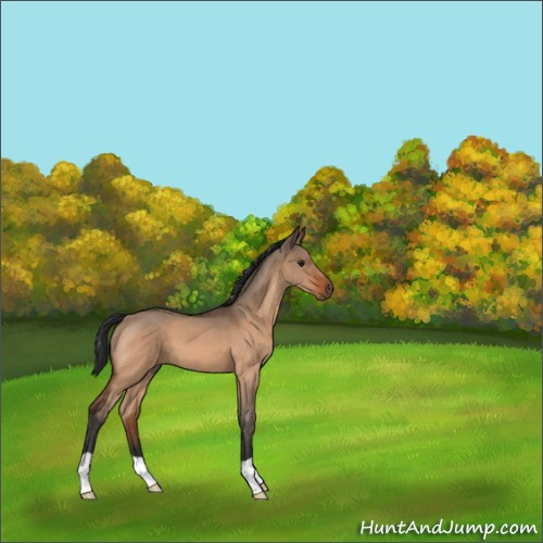 Horse Color:Brown Roan Dun 