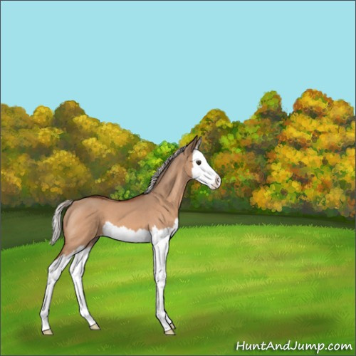 Horse Color:Silver Bay Roan Dun Splash 