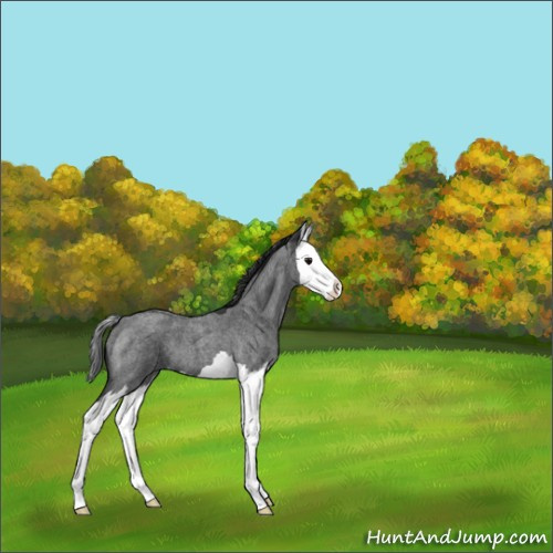 Horse Color:Blue Roan Splash 