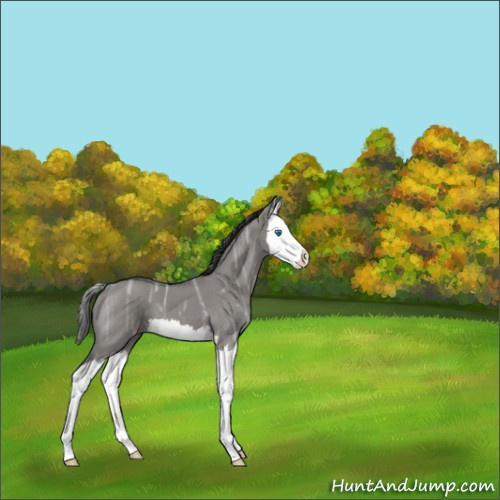 Horse Color:Grullo Ice Roan Splash 