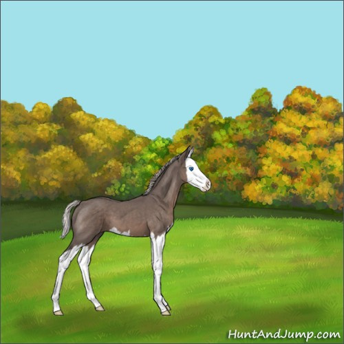 Horse Color:Silver Blue Roan Splash 