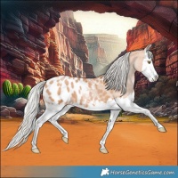 Horse Color:Silver Bay Pearl Splash Appaloosa 