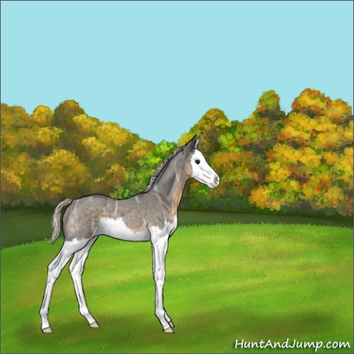 Horse Color:Silver Smoky Blue Ice Roan Splash 