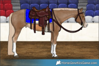 Horse Color:Chocolate Palomino Splash Tobiano Appaloosa