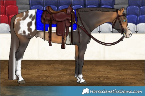 Horse Color:Buckskin Splash Tobiano Appaloosa