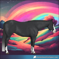 Horse Color:Black Splash 