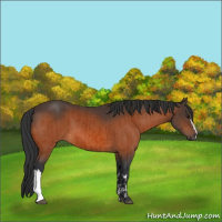 Horse Color:Bay  and Bay 