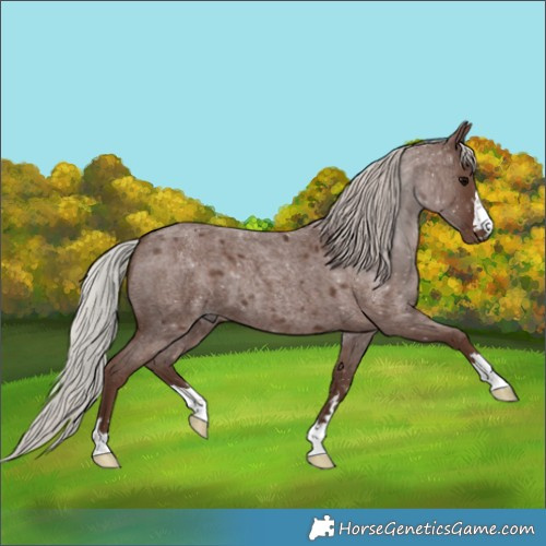 Horse Color:Silver Blue Roan 