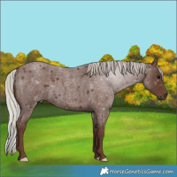 Horse Color:Silver Blue Roan 