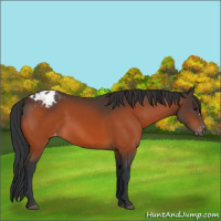 Horse Color:Bay Appaloosa