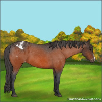 Horse Color:Bay Appaloosa