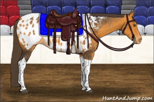 Horse Color:Buckskin Tobiano Appaloosa 