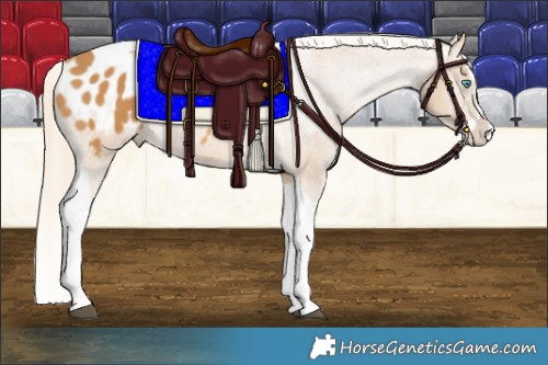 Horse Color:Palomino Splash Tobiano Appaloosa 