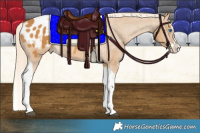 Horse Color:Palomino Splash Tobiano Appaloosa 