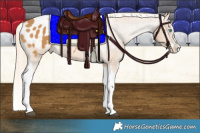 Horse Color:Palomino Splash Tobiano Appaloosa 